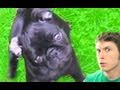 PUPPY THERAPIST! Miniatura
