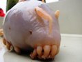 BEWARE the SEA PIG! BEWARE the SEA PIG!