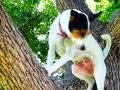 TINY DOG CLIMBS TREE!! (6.19.11 - Day 780) Thumbnail