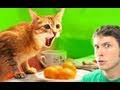 KITTY NOT WANT!! Miniatura