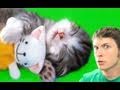 DEEP SLEEP KITTY! Miniatura
