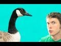 The GOOSE Whisperer Miniatura