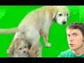 PUPPY OWNAGE!! Miniatura