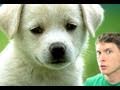 STUPID PUPPY! Miniatura