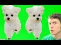 RIVER DANCE PUPPY Miniatura