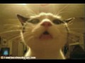 Vocal Kitteh Vocal Kitteh