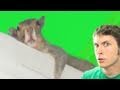 LAZY SQUIRREL!! Miniatura