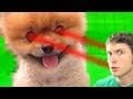 LASER PUPPY!!! Miniatura