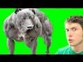 WORLD'S FITTEST PUPPY Miniatura