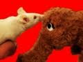 Ralph the Mouse. Thumbnail