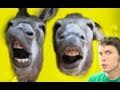 STUPID DONKEYS! Miniatura