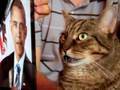 Racist Cat Thumbnail