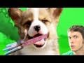 FIREWORK PUPPY!! Miniatura
