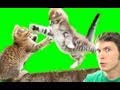 MORTAL KOMBAT KITTY Miniatura