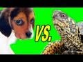 PUPPY vs. TURTLE Miniatura