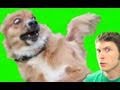PUPPY NOT WANT!! Miniatura