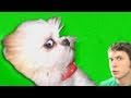 GRUDGE PUPPY Miniatura