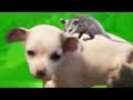PUPPY-RIDING POSSUM! Miniatura